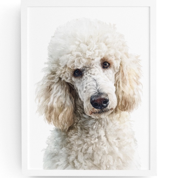 Watercolor Standard White Poodle Wall Art Print Unframed - Elegant Canine Poster - Picture 1 of 7